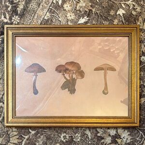 Framed Mushroom Art Print
